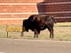 Caprock Canyons State Park Bison 1