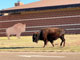 Caprock Canyons State Park Bison 2