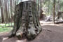 Atwell Mill Loggers Sequoia Stump
