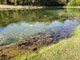 Aiken State Park Pond