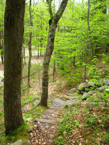 Mohawk Trail State Forest Trail1