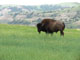 Theodore Roosevelt National Park Juniper Bison