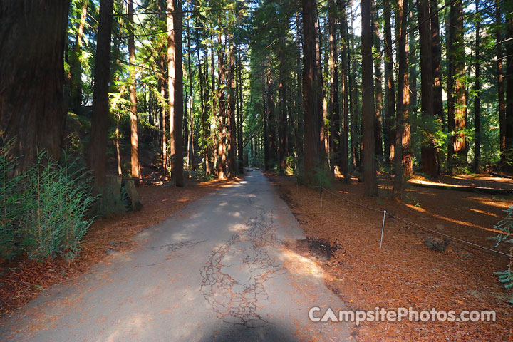 Pfeiffer Big Sur State Park Redwoods