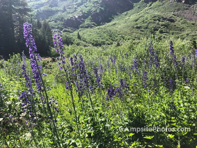 Lundy Canyon Flowers