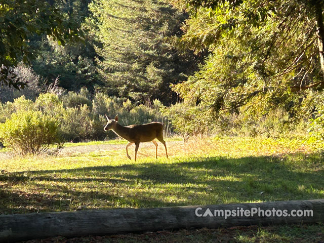 Mt. Madonna County Park Deer
