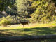 Mt. Madonna County Park Deer