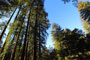Mt. Madonna County Park Redwoods