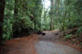 Portola Redwoods SP 003