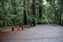 Portola Redwoods SP 005