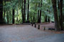 Portola Redwoods SP 008