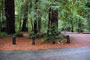 Portola Redwoods SP 010