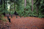 Portola Redwoods SP 014