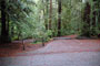 Portola Redwoods SP 016
