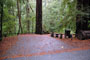 Portola Redwoods SP 020