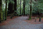 Portola Redwoods SP 028