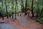 Portola Redwoods SP 029