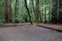 Portola Redwoods SP 031
