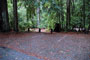Portola Redwoods SP 032