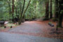 Portola Redwoods SP 033