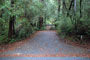 Portola Redwoods SP 034