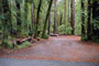 Portola Redwoods SP 035