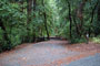 Portola Redwoods SP 037