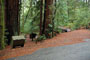 Portola Redwoods SP 038