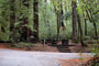 Portola Redwoods SP 039