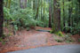 Portola Redwoods SP 040