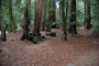 Portola Redwoods SP 041