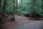 Portola Redwoods SP 042