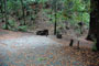 Portola Redwoods SP 043