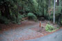 Portola Redwoods SP 044