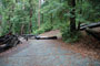 Portola Redwoods SP 049
