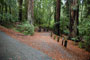 Portola Redwoods SP 050