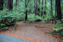 Portola Redwoods SP 053
