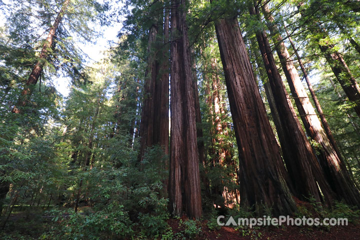 Memorial Park Redwoods