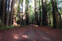 Memorial Park Redwood Orbs
