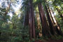 Memorial Park Redwoods