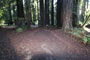 Memorial Park Sequoia Flat A006