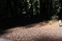 Memorial Park Sequoia Flat A010