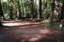 Memorial Park Sequoia Flat A013