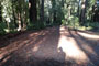 Memorial Park Sequoia Flat B012
