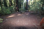 Memorial Park Sequoia Flat B019