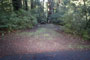 Memorial Park Sequoia Flat B031