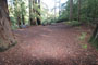 Memorial Park Sequoia Flat C019