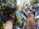 Black Rock State Park Trees