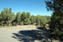 Navajo Lake SP Pine 021