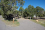 Navajo Lake SP Pine 024