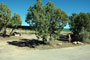 Navajo Lake SP Pine 055